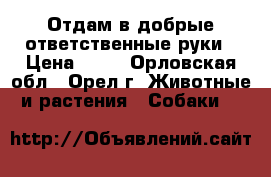  Отдам в добрые ответственные руки › Цена ­ 10 - Орловская обл., Орел г. Животные и растения » Собаки   